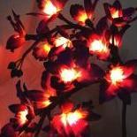 Ночная орхидея